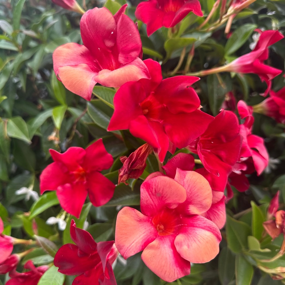 Meet your Posher, Marissa